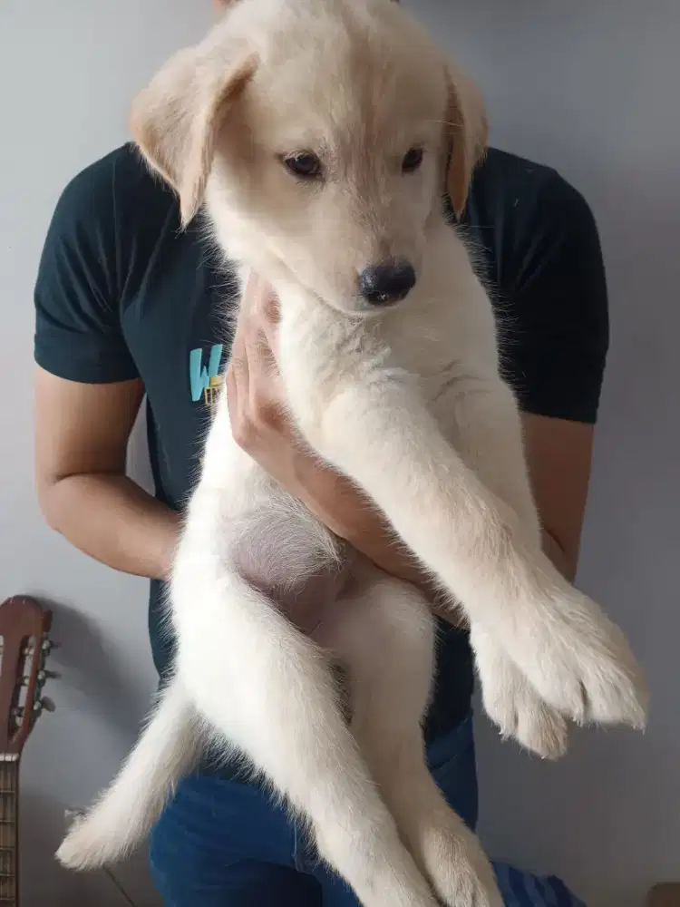 Anjing Husky mix Golden 2 Bulan