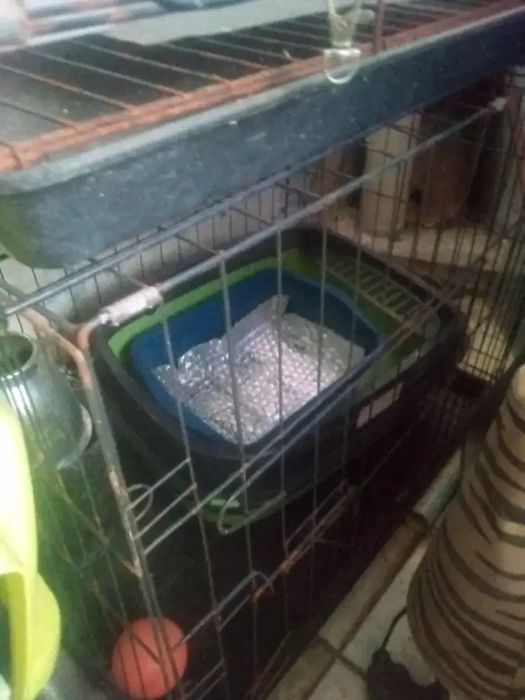 Kandang kucing, kandang hewan