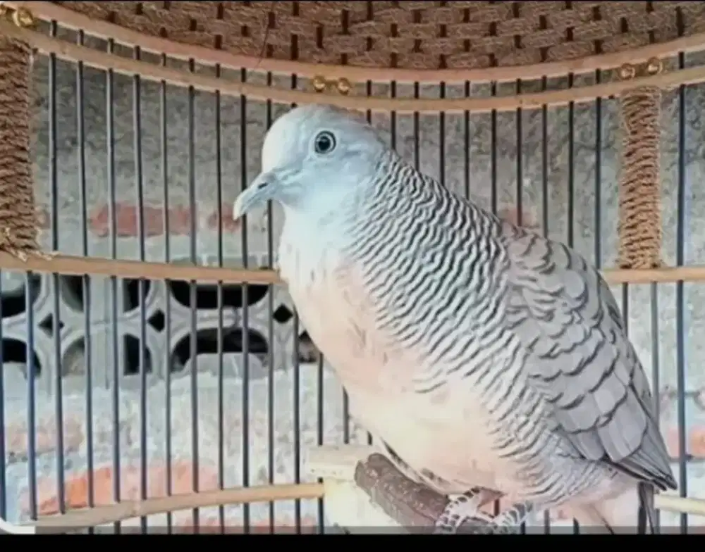 Perkutut lokal udah manggung