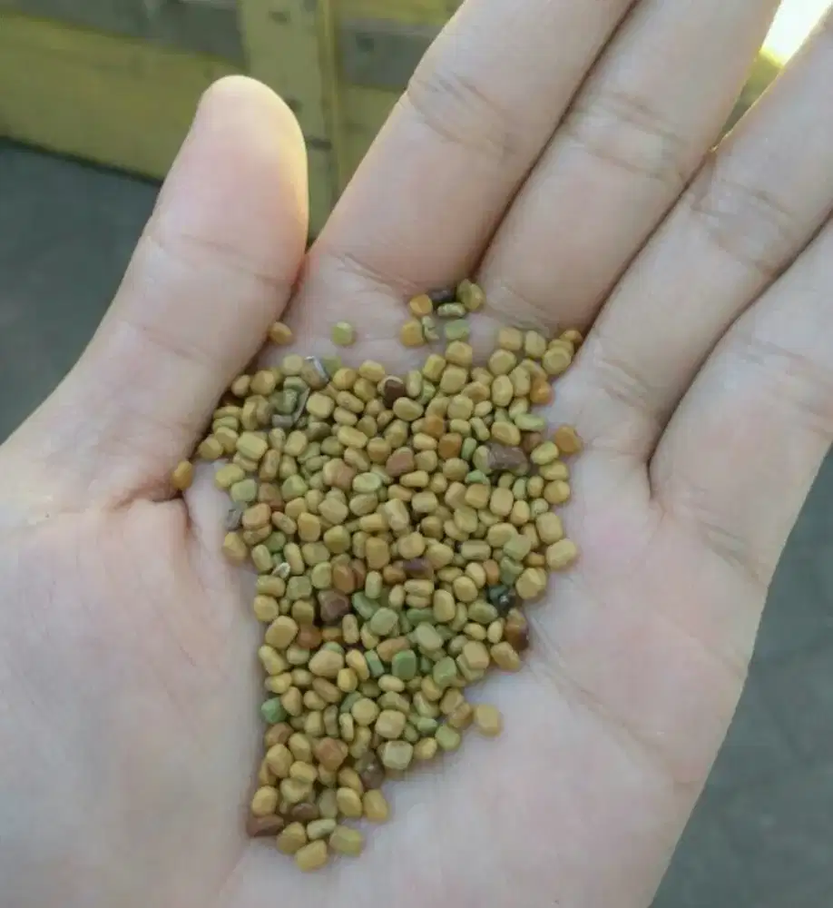 Benih CM ( Calopogonium Mucunoides) - Min 25 kg