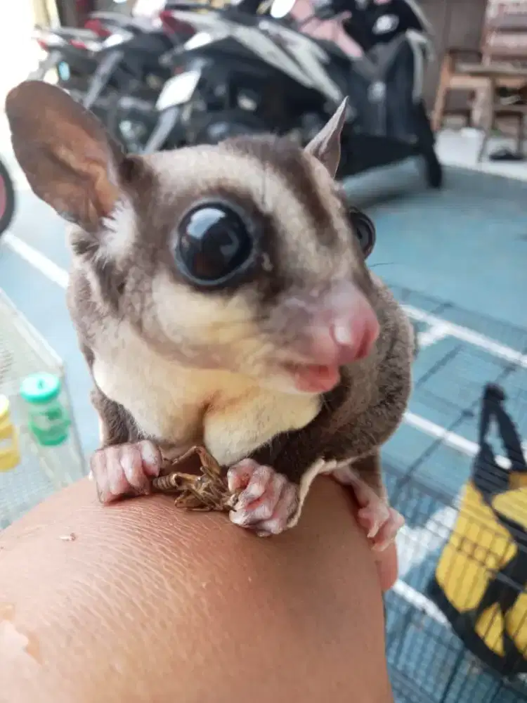 SUGAR GLIDER CLASSIC