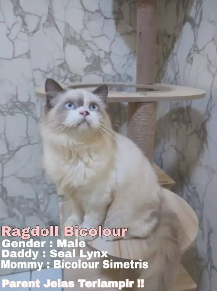 Ragdoll Bicolour Kualitas Ped (Parents Jelas Terlampir Bukan Mix2an)