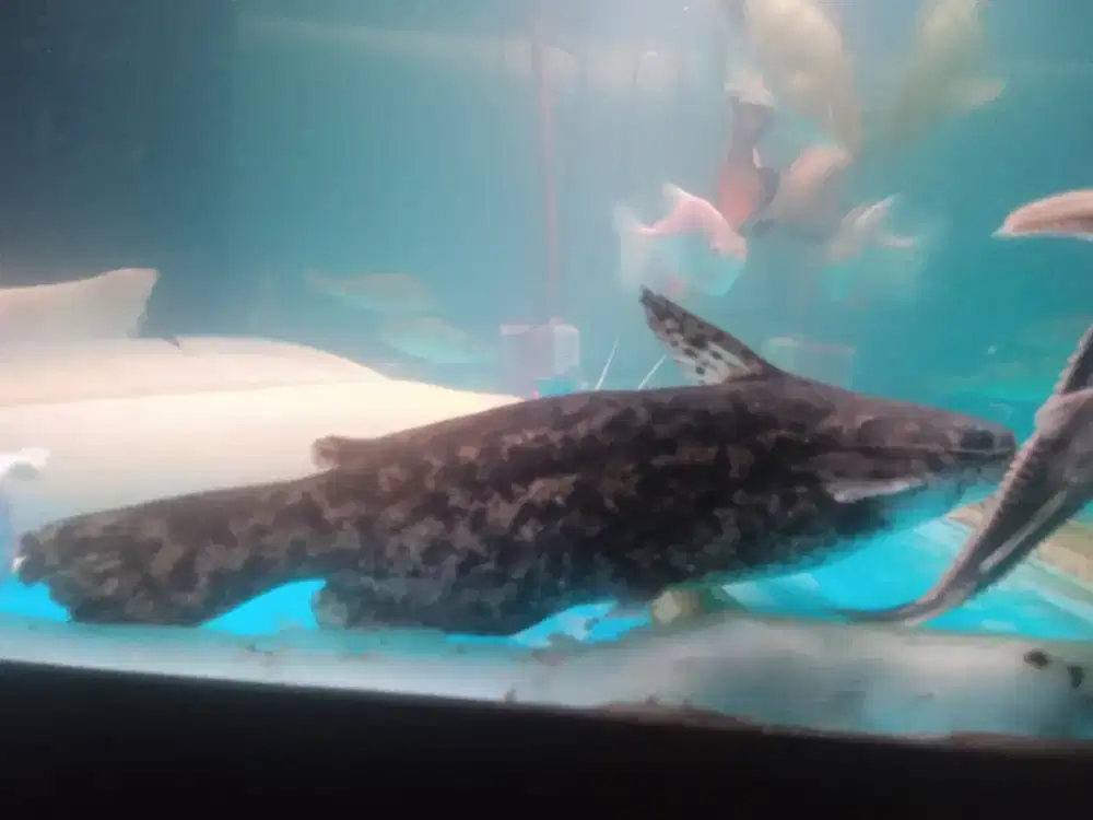 Ikan predator Colombia