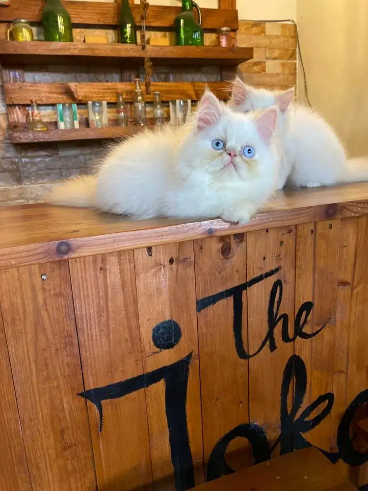 kitten persia peaknose