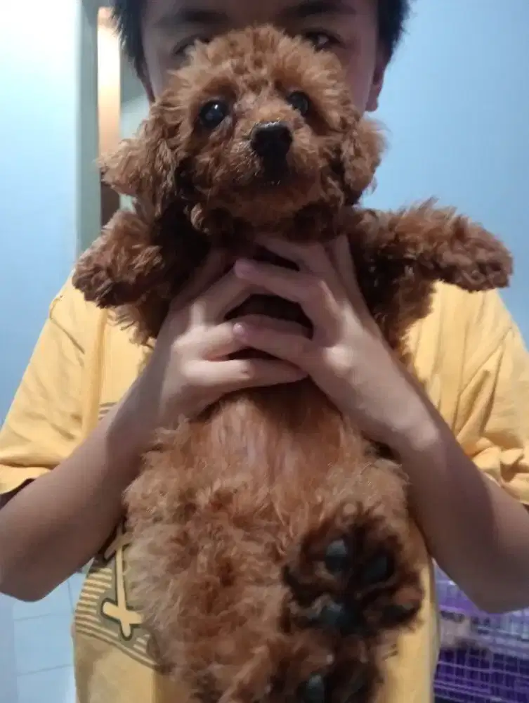 Open adop red poodle asli umur 3 bulan