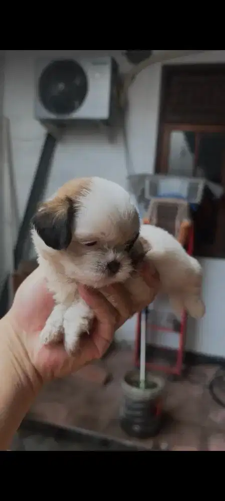 Shihtzu shihtzu shitsu sitsu
