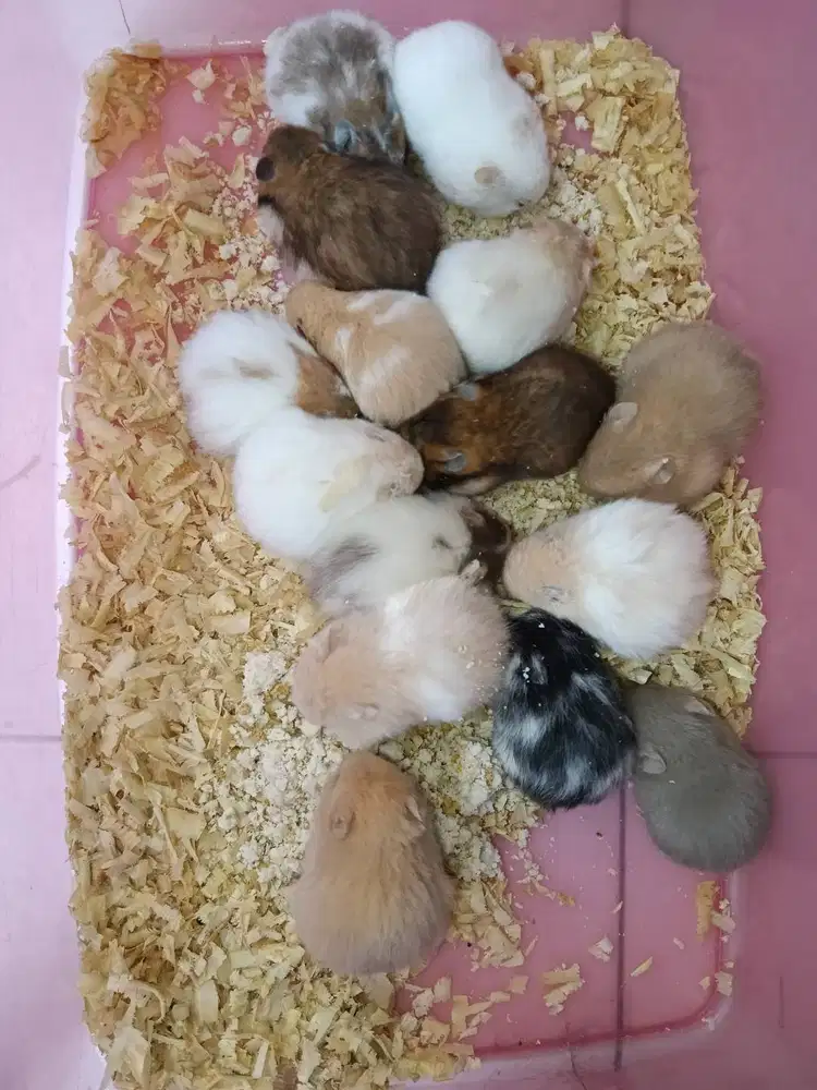 hamster syrian varian