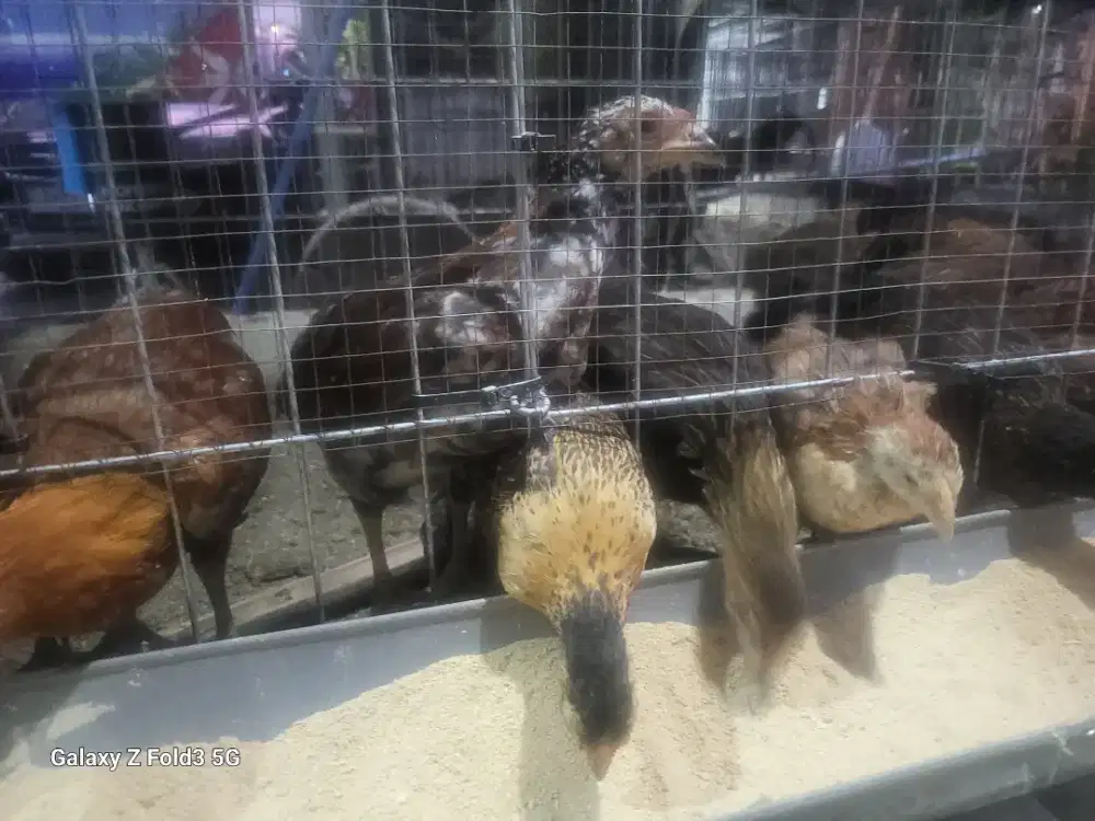 Jual murah abizzz Ayam KUB 2 Asli 100% Full Vaksin & Perawatan