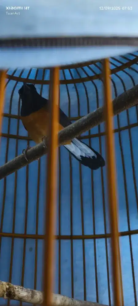 Murai Betina Fighter Buat Ternak