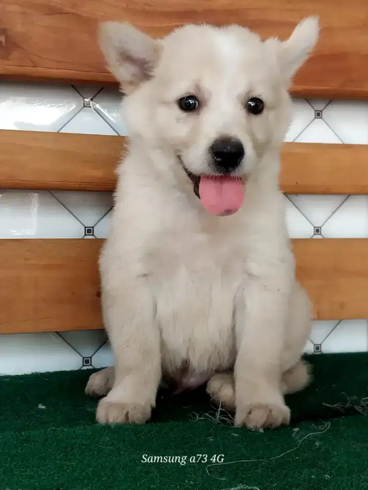 Anakan anjing ras mix