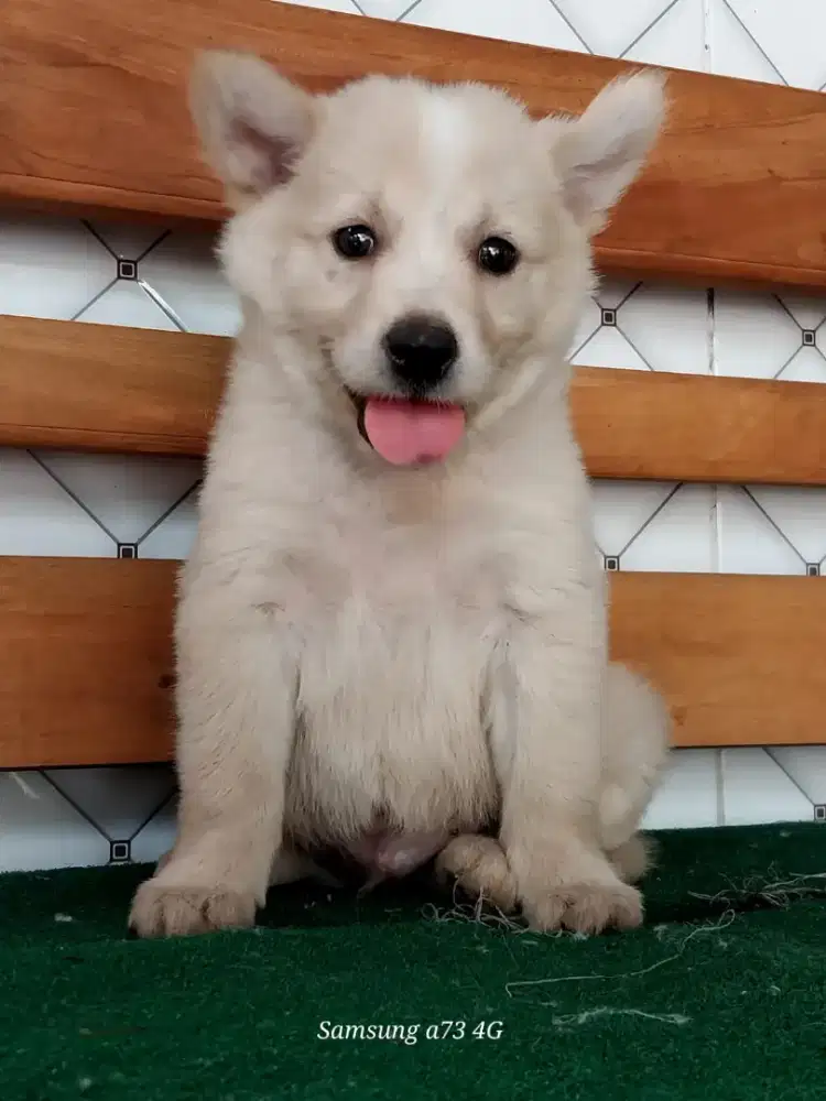 Anakan anjing ras mix