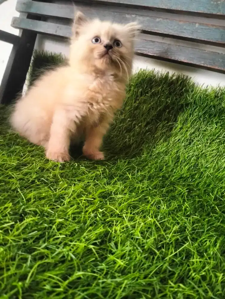 Kucing Ras Persia Pure