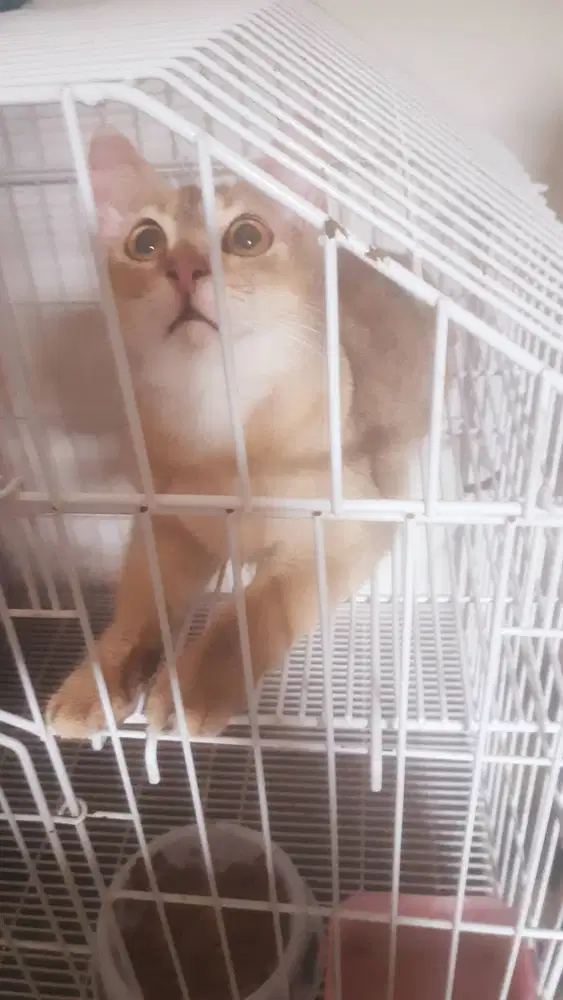 Jual Kucing BSH British Shorthair Golden Friendly !!