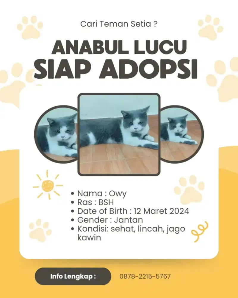 Open Adopsi Kucing Gemoy