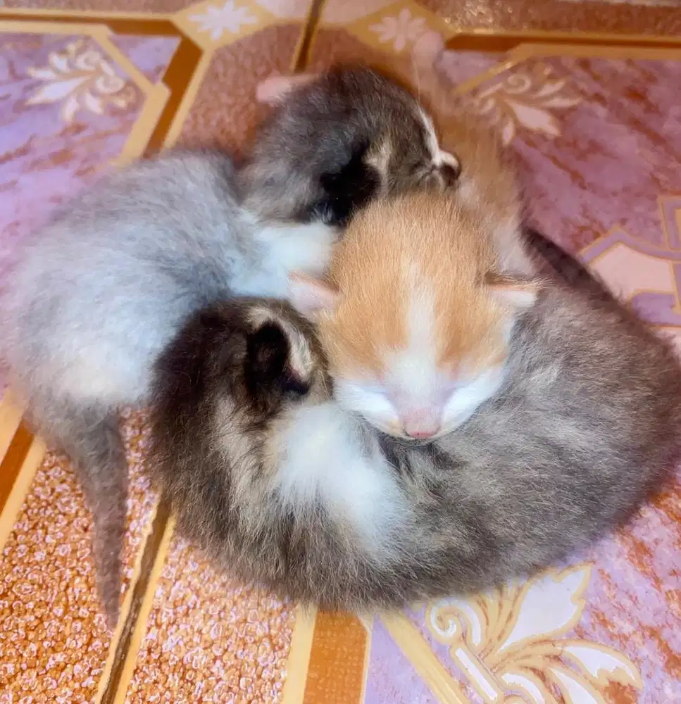 Open adop Kucing Mainecoon mix Anggora