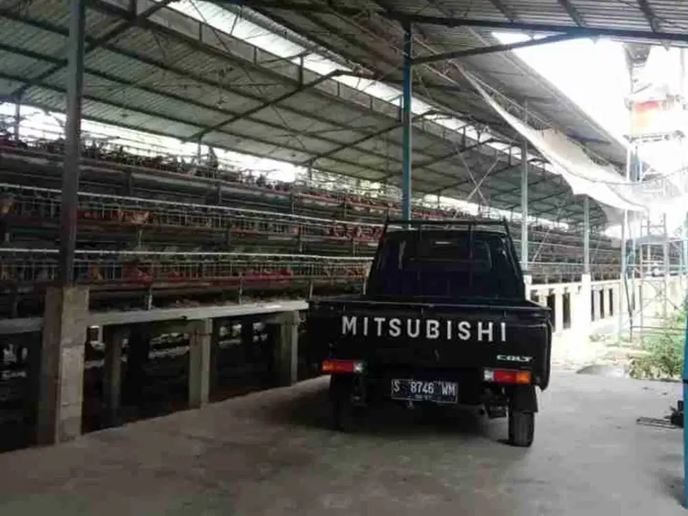 DI JUAL KANDANG AYAM PETELOR AKTIF BERIZIN KAPASITAS 43 RB INCLUD DOC KAPASITAS 5 RB CROWER 5 RB