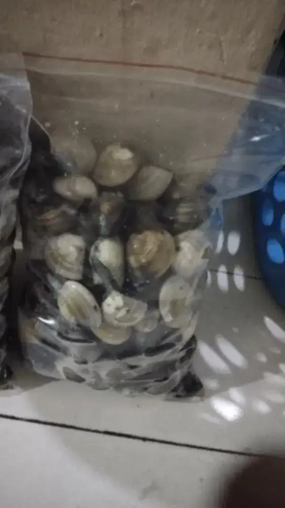 punya kerang tahu kurang lebih 5kg mau di jual aja lok bekasi kota