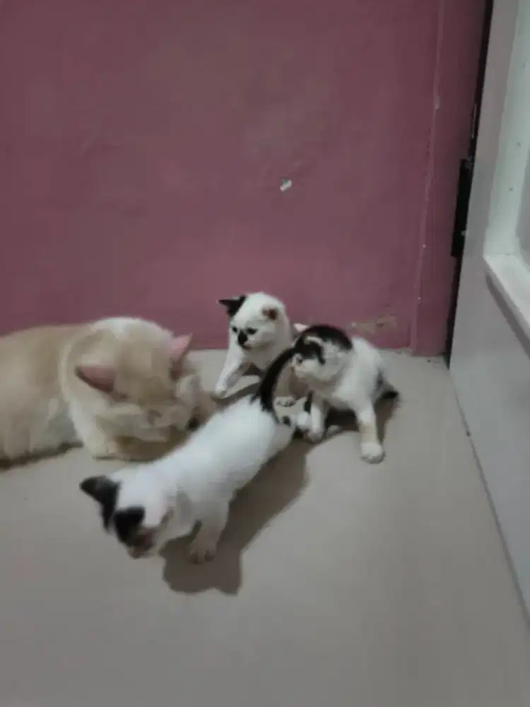 Kucing Persia dan anaknya