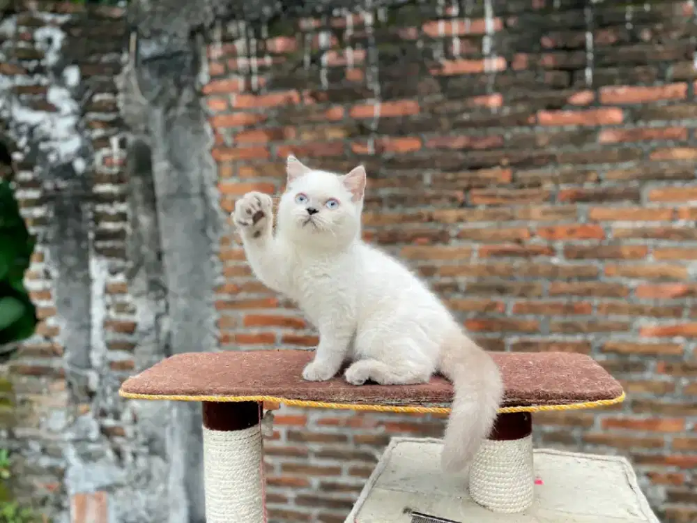 kucing bsh jantan 3 bulan