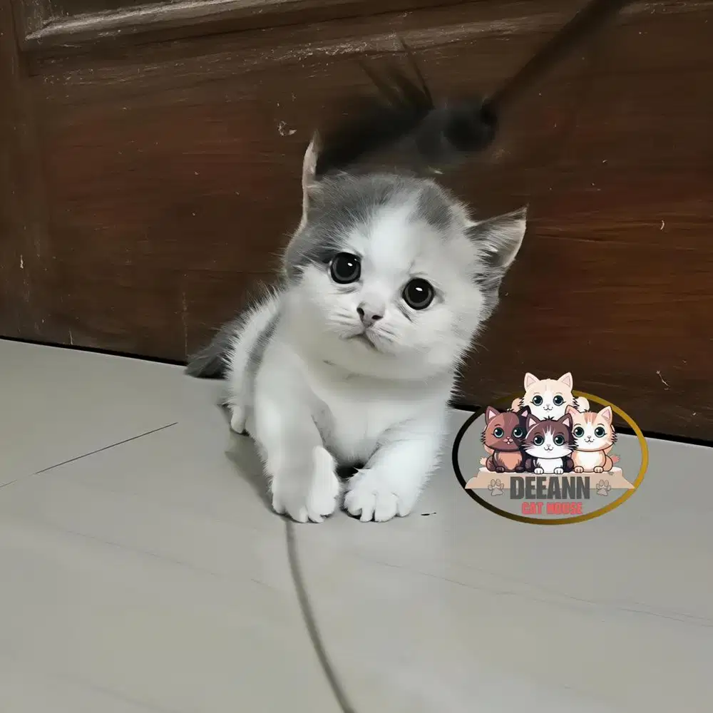 Kucing Munchkin BSH Dilute Calico