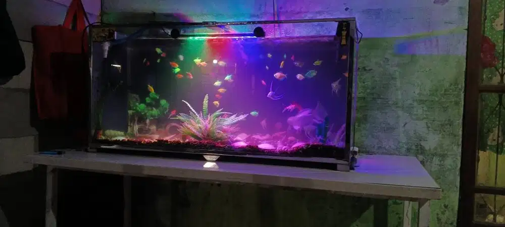 Ikan manfish & glowfish & koi slayer.