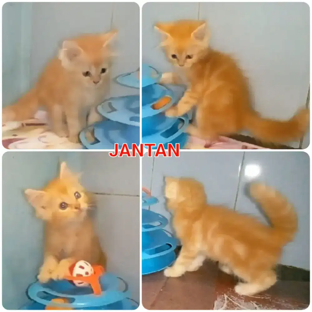 Kitten persia medium