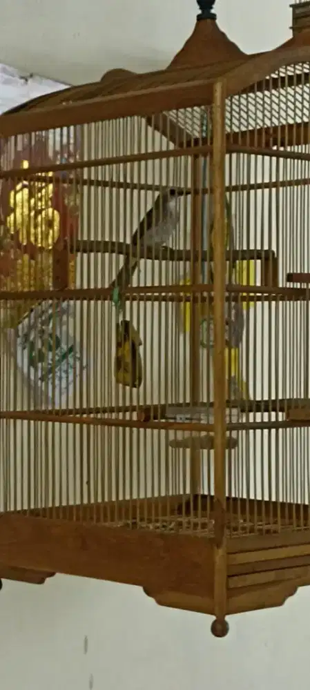 Crucuk trucuk semuanya sama kandang sangkar