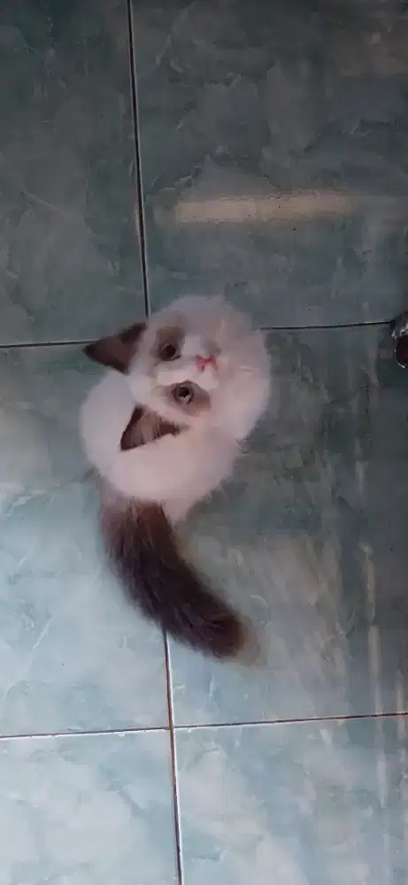 Ragdoll seal bicolor