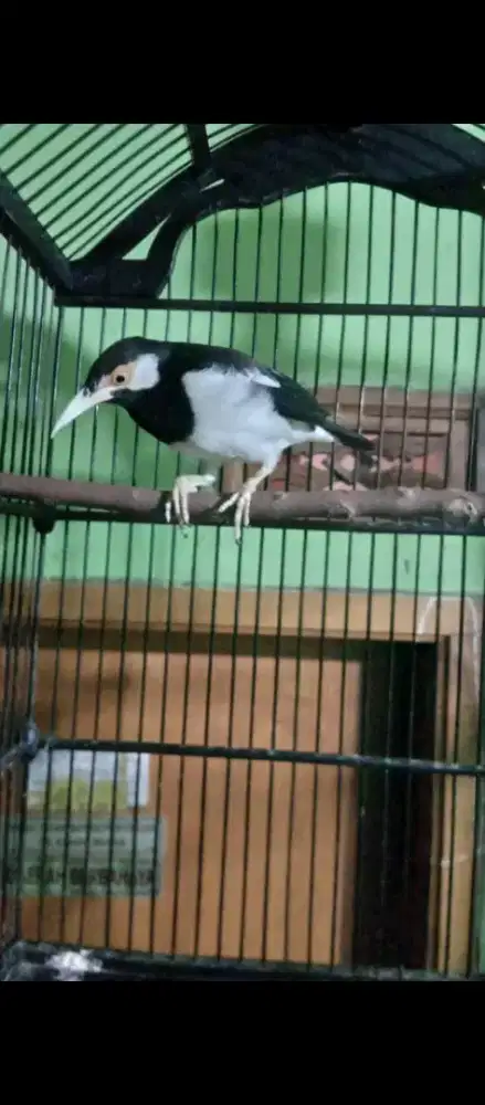 Suren gacorr suara isian pariasi banyak