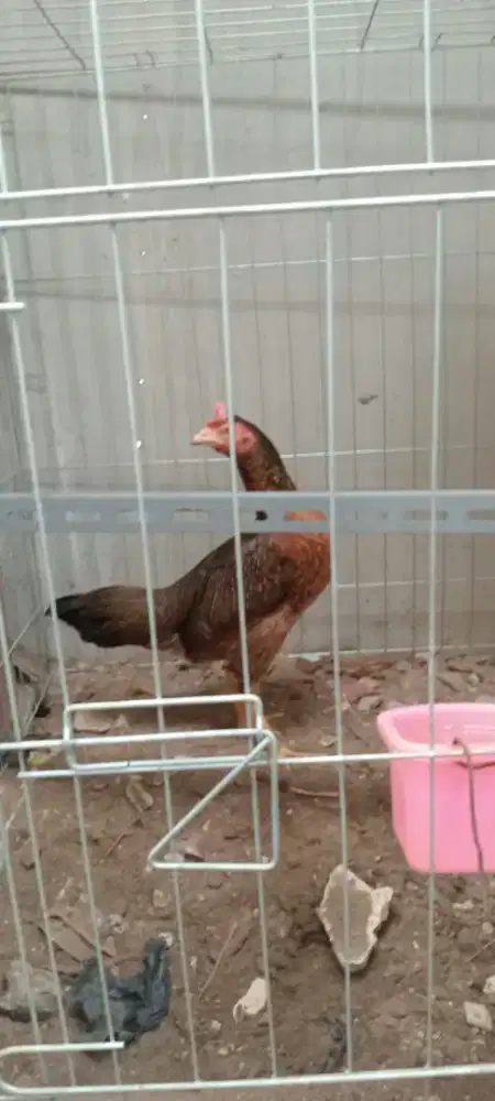 Ayam biang pama