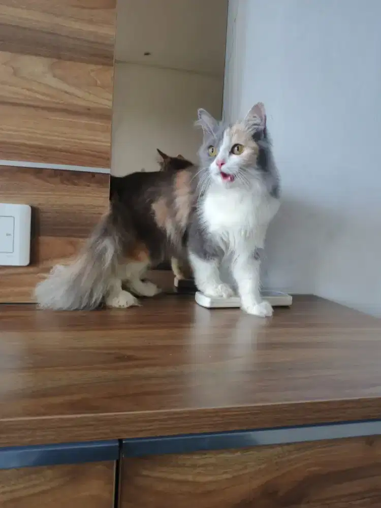 Kucing Persia calico