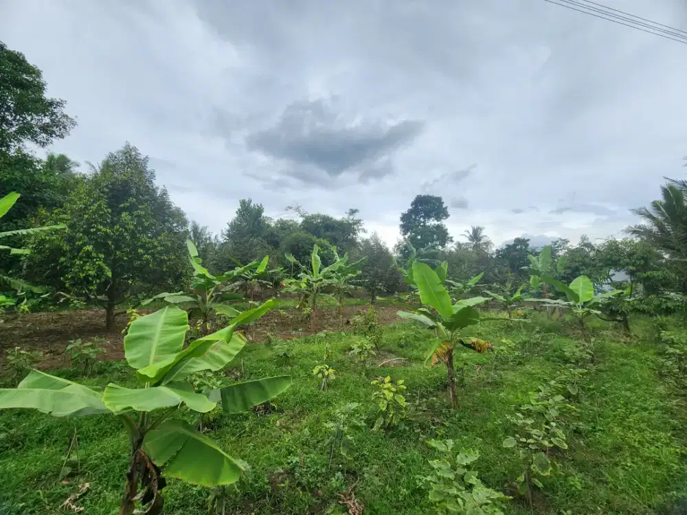Dijual Kebun Durian Premium