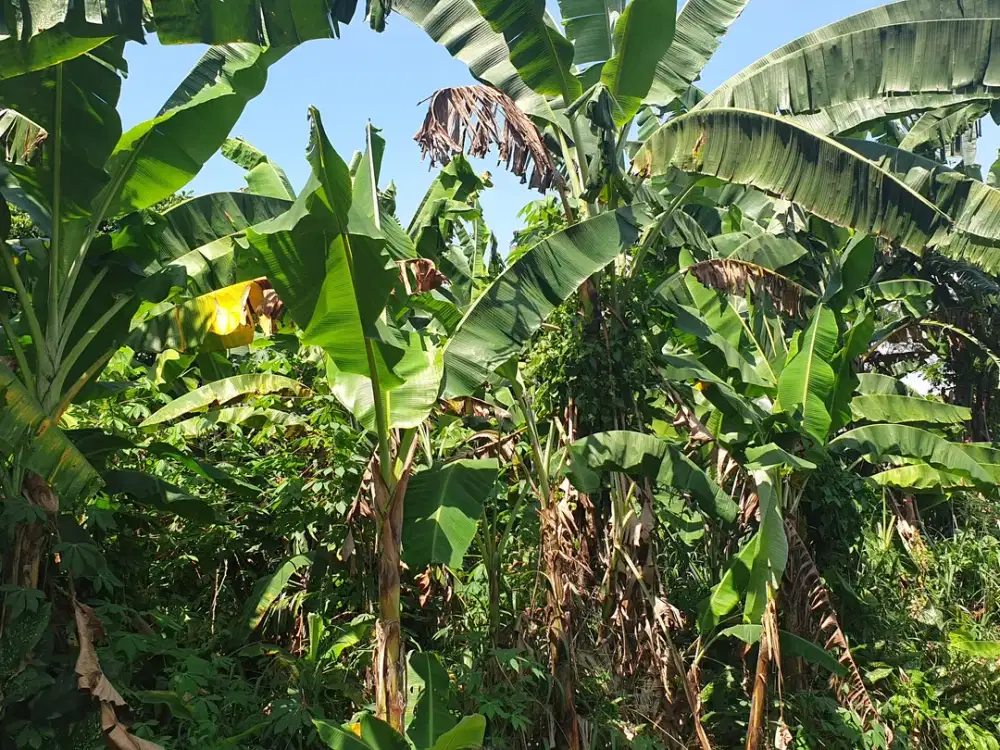 JUAL TANAH 2500 m² BONUS POHON BAMBU CIBETOK BOGOR