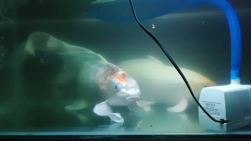 Jual ikan koi arwana