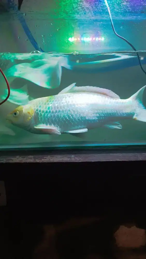 Jual ikan koi arwana