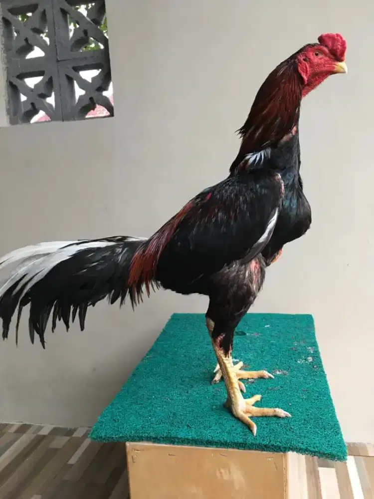 Ayam Bangkok Assel Pakhoy