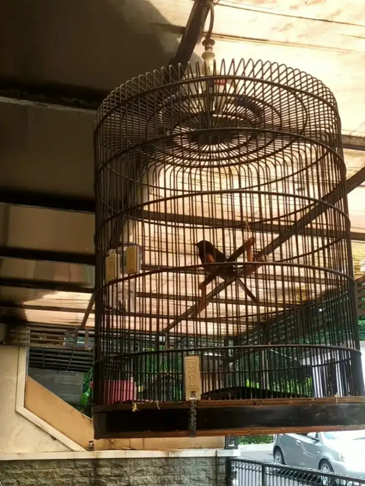 Murai gacor seharian