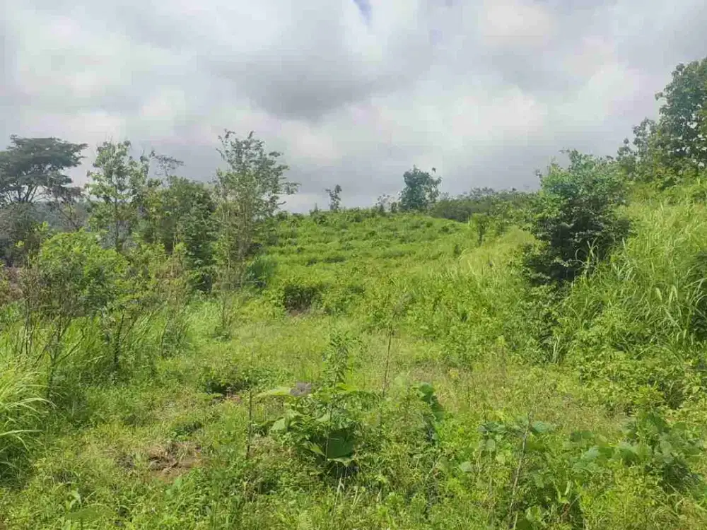 Kebun Sengon dijual di Bondowoso