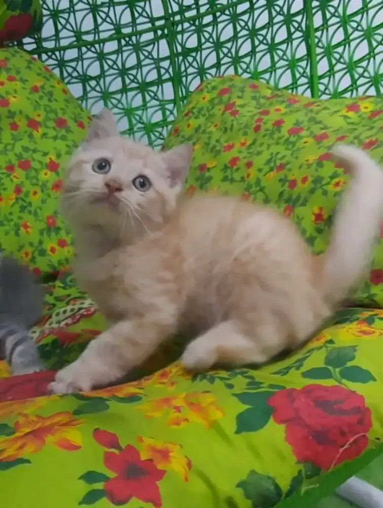 BSH ( British short hair ) Red ( oren ) Male