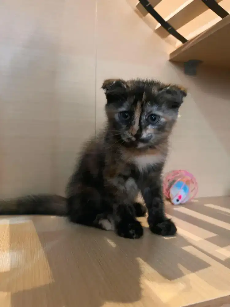 Kucing Persia medium Scottish fold waru