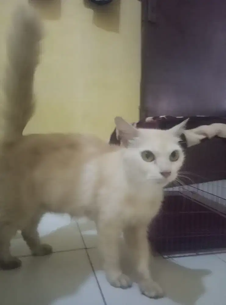 kucing persia bawa anak ada 4