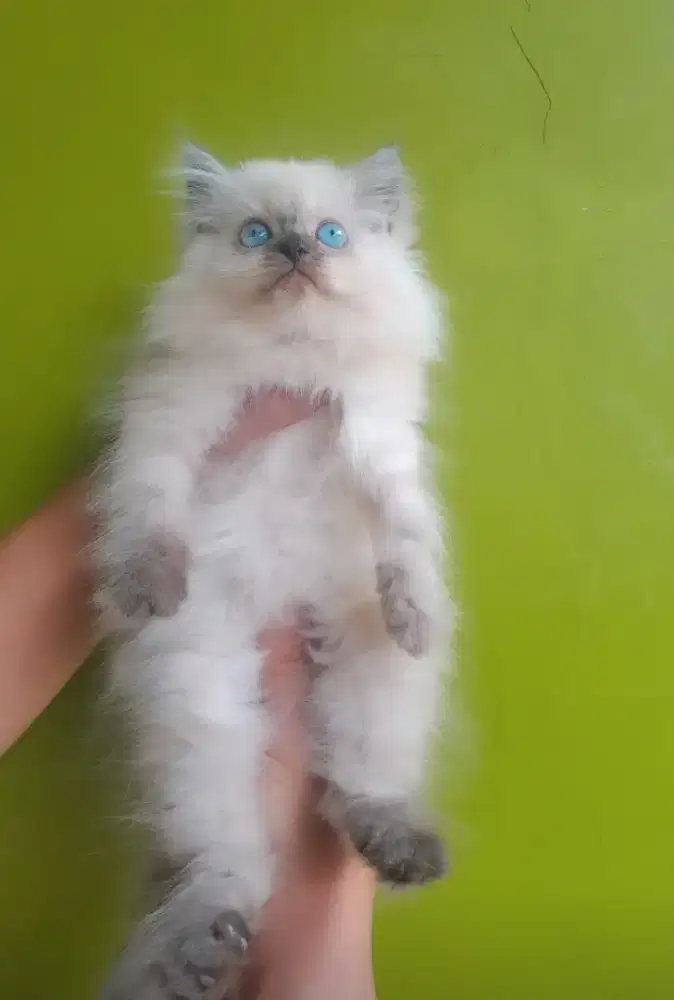 kucing himalaya #kucinglucu #kitten