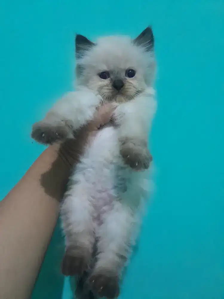 kitten himalaya #kucinglucu #kittenlucu