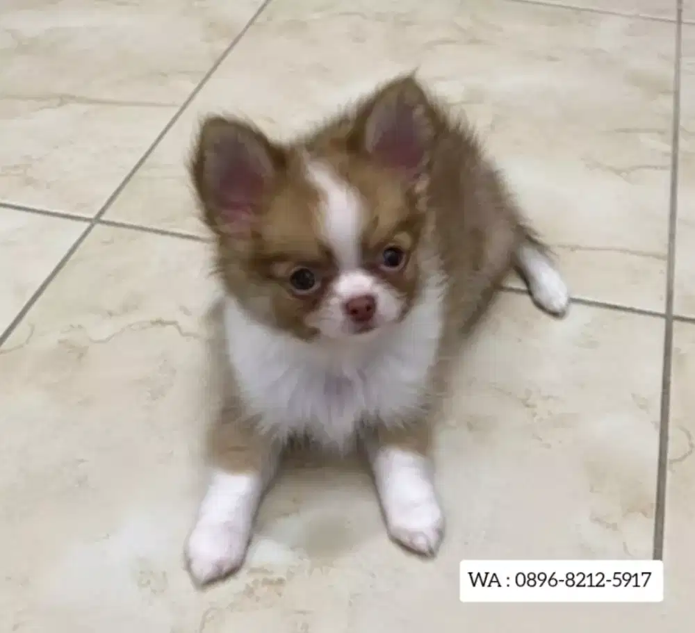 JUAL ANJING CHIHUAHUA