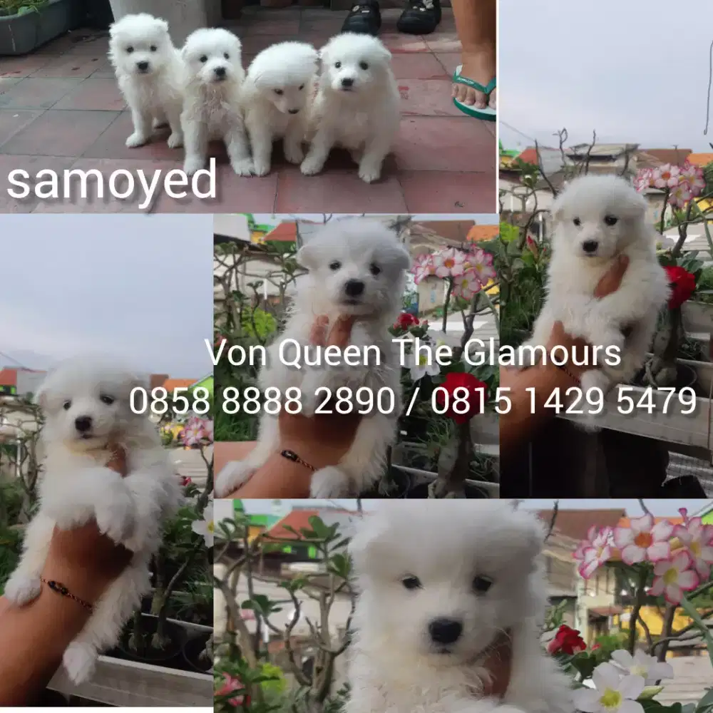 anak anjing samoyed puppy samoyed samoyed puppy