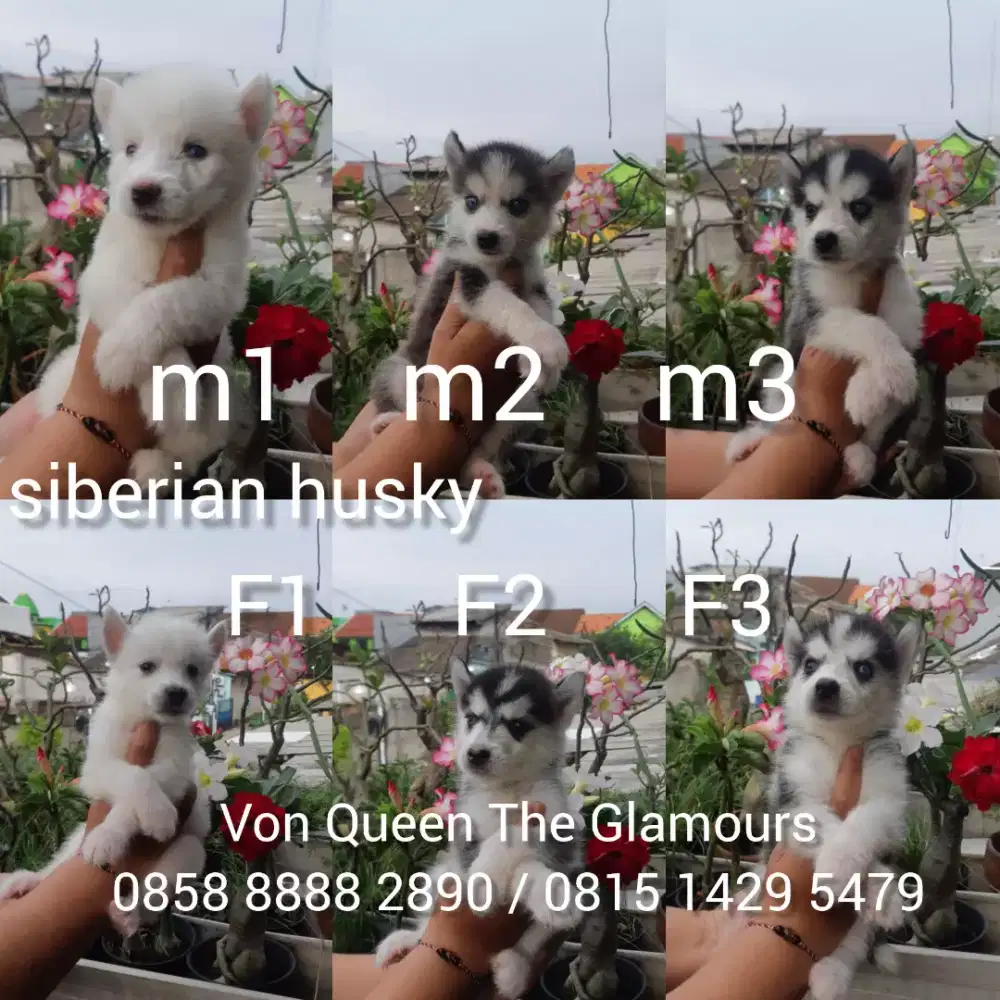 anak anjing siberian husky siberian husky puppies siberian husky