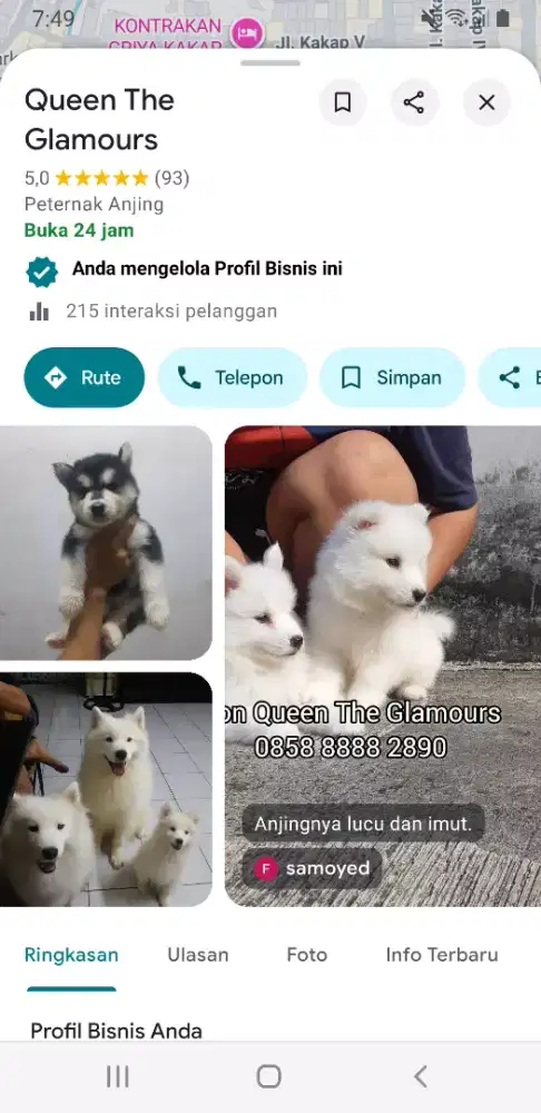 anak anjing alaskan malamute