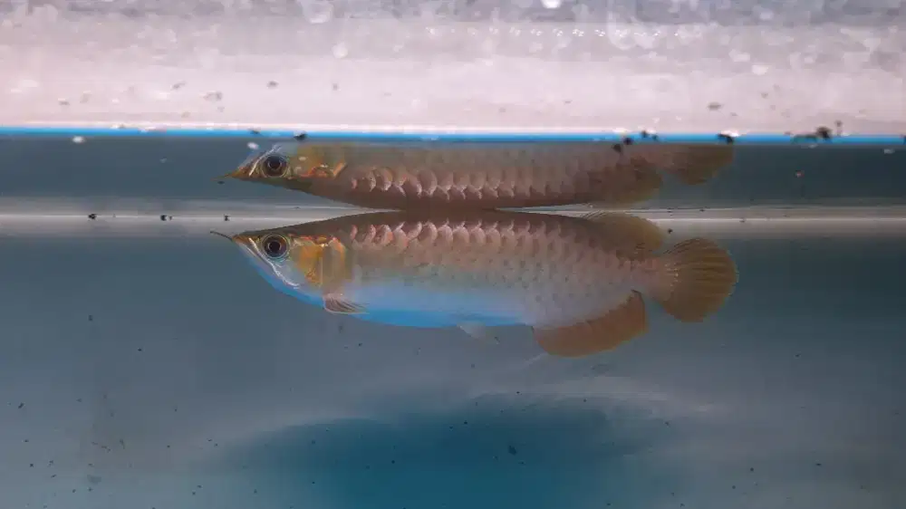 Arowana super red arwana sepauk