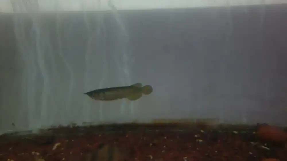 Arowana red pearl batik