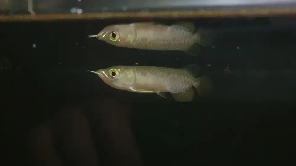 Arowana golden red arwana